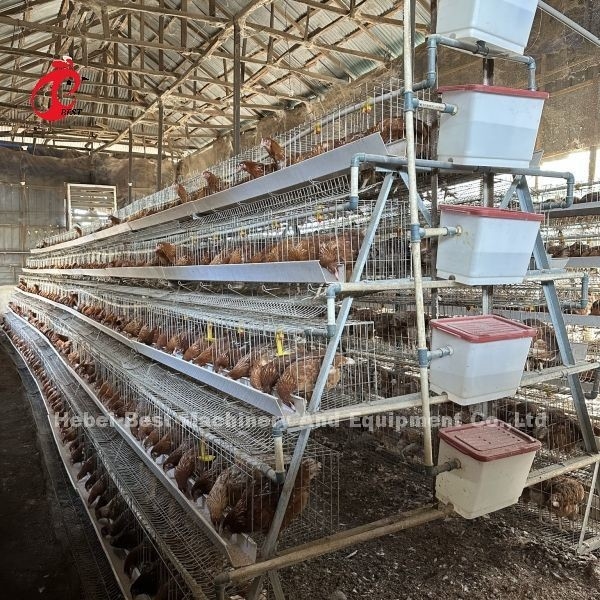 160 Burung Kapasitas kandang ayam 4 Tier Dengan instalasi video disediakan kandang unggas Emily Wang
