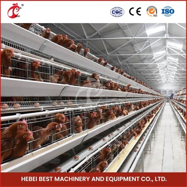 Kandang Mesh H Tipe Broiler Kandang Ayam Dengan Ventilasi Untuk Burung Sehat Sandy