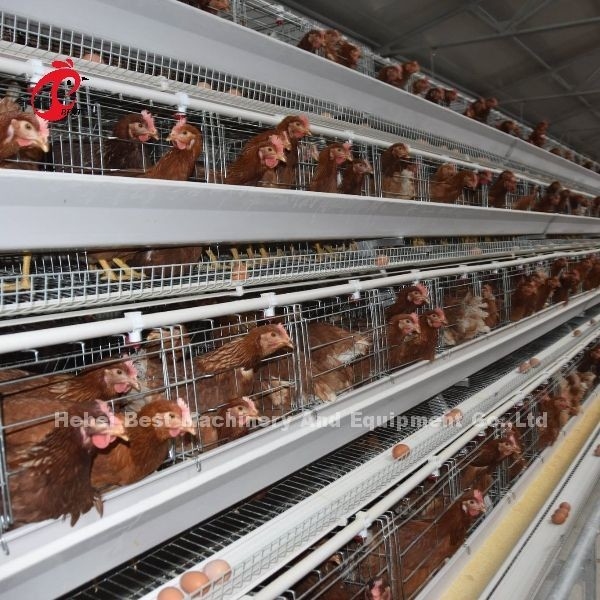 3 Tiers 40cm Cell Height Layer Battery Cage System Untuk Meningkatkan Produktivitas Layer Iris