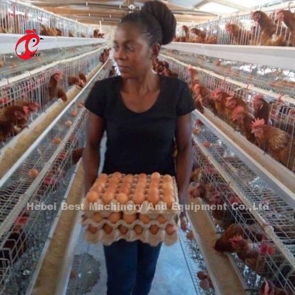 Semi Otomatis A Tipe Sistem kandang baterai Dengan Keranjang Makan Untuk Lapisan Telur Laying Ada