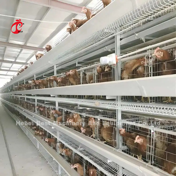 Angle Iron Poultry Breeding Cage System Untuk Nigeria Zambia Kenya Ghana Kamerun Sudan Gambia Nambia Pasar