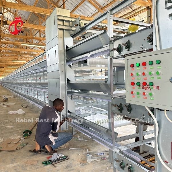 Sistem sangkar unggas Tipe H/A Dengan peminum otomatis Pemasangan pemakan untuk Tanzania Uganda Ghana Kenya Sandy