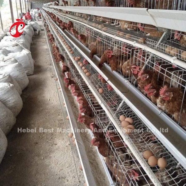 Sistem Pakan Otomatis Ayam Ayam Baterai Lapisan Kandang Tipe A Ada