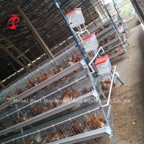 Menumbuhkan Ayam Dibuat Mudah Dengan Kandang Lapisan Unggas Di Tipe A Atau H 450cm2 Ada