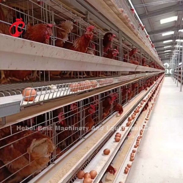 Desain Baru Tipe H Sistem Kandang Ayam Otomatis 96-200 Burung Kapasitas Untuk Peternakan Unggas Emily Wang
