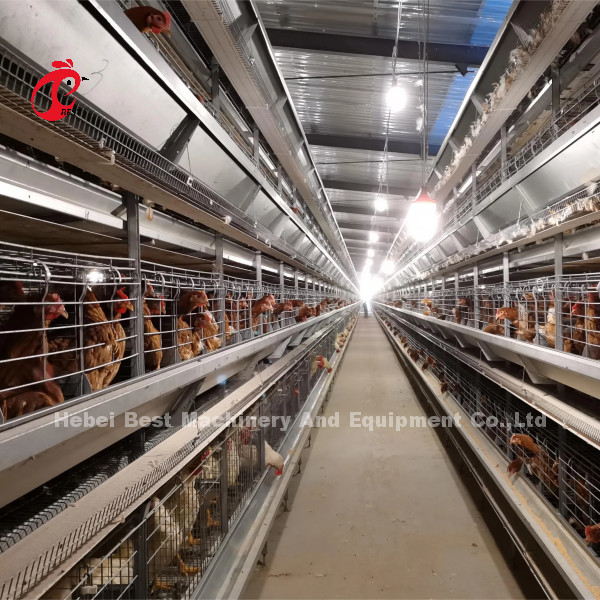 Otomatis Lapisan Baterai Kandang Sistem H Frame Untuk 30000 Burung Peternakan Unggas Emily Wang
