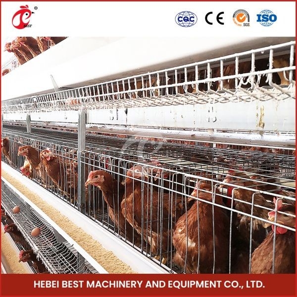 80-100kg Kandang Berat H Bentuk Otomatis Ayam Ayam Kandang Ayam Otomatis Rose Rose Untuk Lapisan