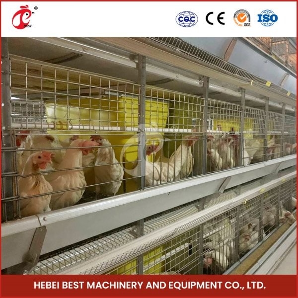 H Bentuk H Tipe Broiler Chicken Cage Dengan Pintu Geser 450cm2 Area / Bird Video Installation Termasuk Ada