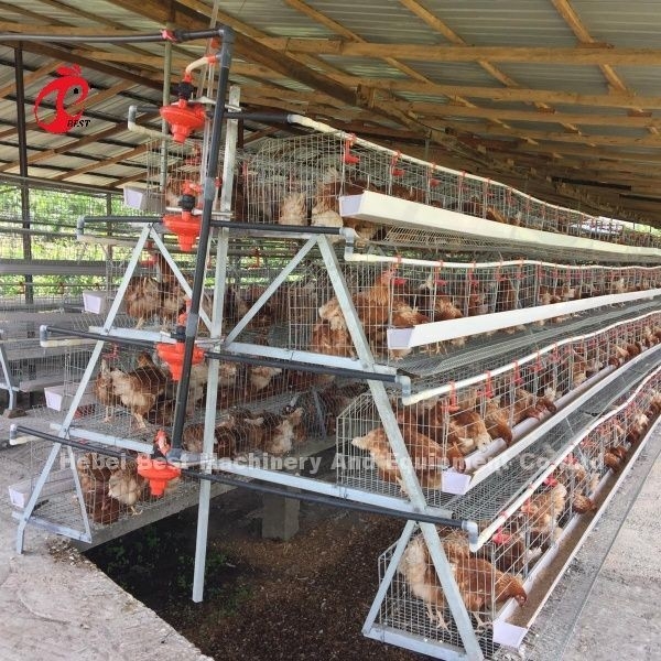 3 Tier 120 Burung Dan 4 Tier 160 Burung Lapisan Sistem Kandang Baterai Untuk Uganda Tanzania Peternakan Unggas Sandy