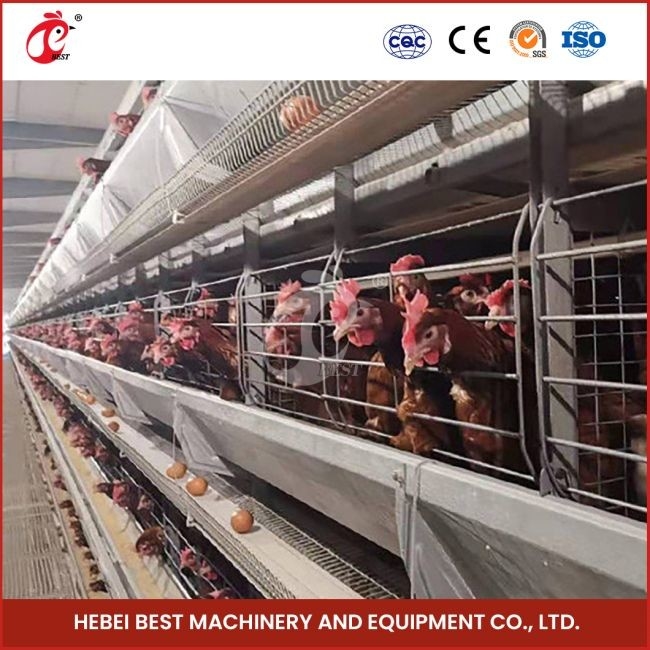 Tipe H Galvanized Chicken Layer Cage System Layer Chicken Steel Cage Mia