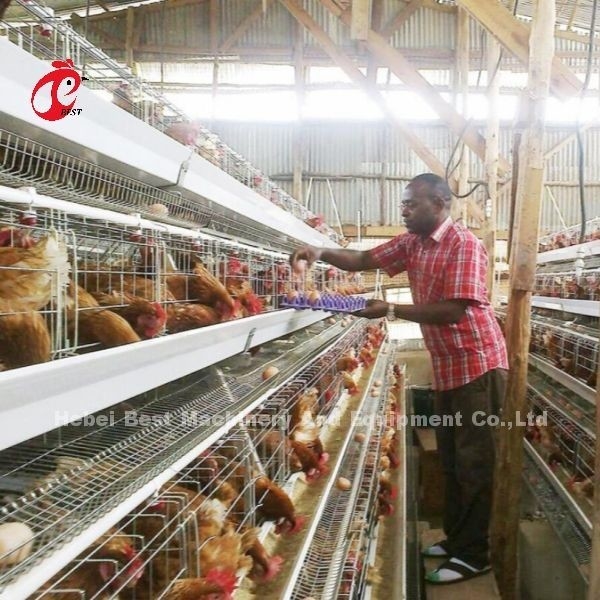 Layer 3 atau 4 Tier Battery Cage System untuk 500-1000 Bird Iris