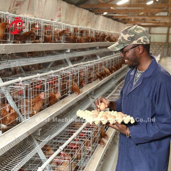 Kandang Ayam Tipe A Terbaik 500 Unggas Untuk Peternakan Unggas Lapisan Kandang Ayam Sandy