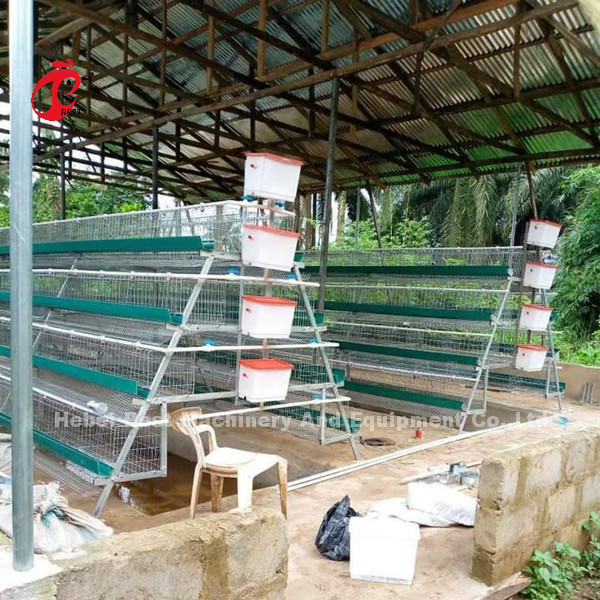 Sistem Kandang Baterai Unggas Premium Dan Deluxe Gudang Nigeria Untuk Ayam Petelur Berpasir