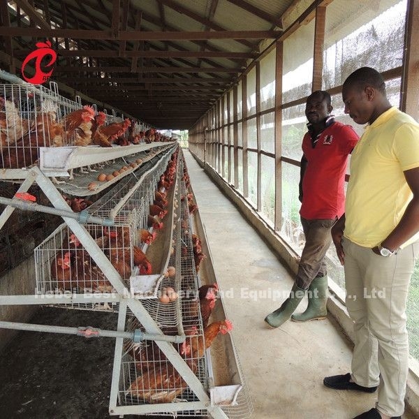 Peternakan Unggas Kandang Baterai Lapisan Ayam Paling Ekonomis Untuk 5000/10000/20000 Bintang Burung