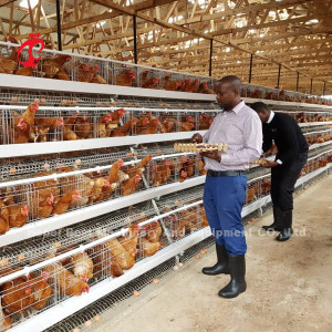 Paling Populer Tipe A Ayam Lapisan Baterai Kandang Untuk Dijual Di Uganda 20000 burung Bintang