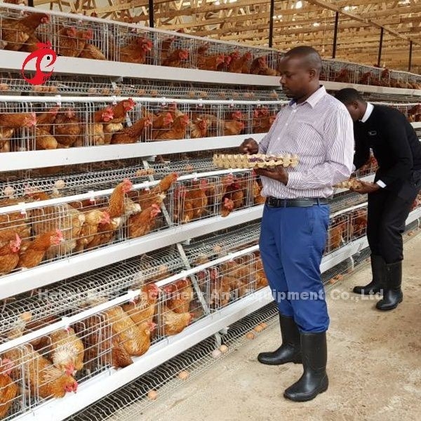 Sistem Kandang Peternakan Unggas Baterai Ayam AH Tipe 3 tingkatan Untuk Layer Rose