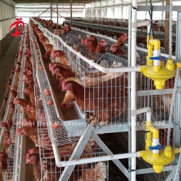 Harga Kandang Baterai Ayam 4 Tingkat Di Nigeria, Kandang Ayam 5 Pintu Naik