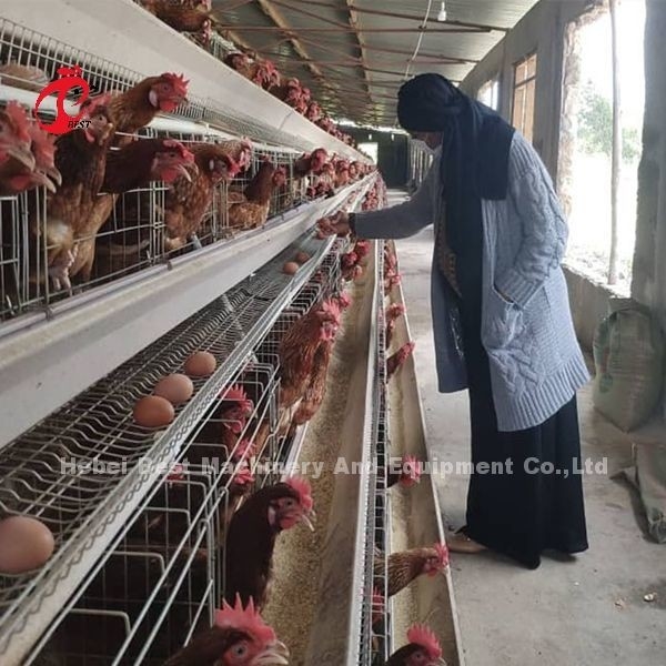 144 Burung Kapasitas H Tipe Lapisan Kandang Untuk Mie Ayam Komersial