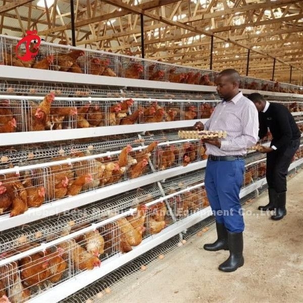 Jenis Ayam ayam pedaging Kandang Baterai Peternakan Unggas ISO14001 Doris