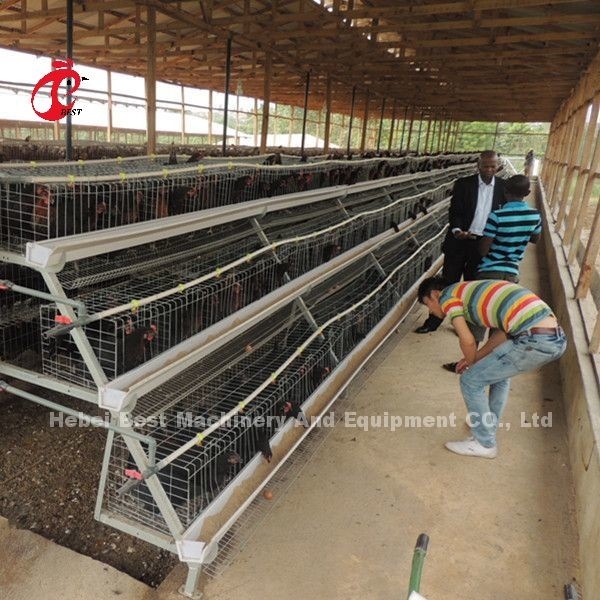 A Tipe 3 Tiers Layer Kandang Baterai Ayam 120 Burung 450cm2 Bintang