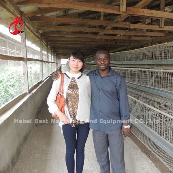 80-100 Kg H Tipe Sistem Kandang Lapisan Otomatis dengan 450 Cm2 Area/Bird Rose